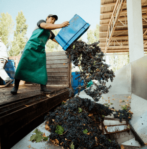 Bodega Finca El Nevado